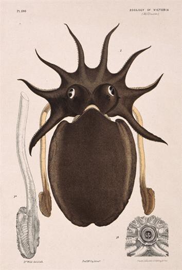 Sepia Apama By John James Wild
