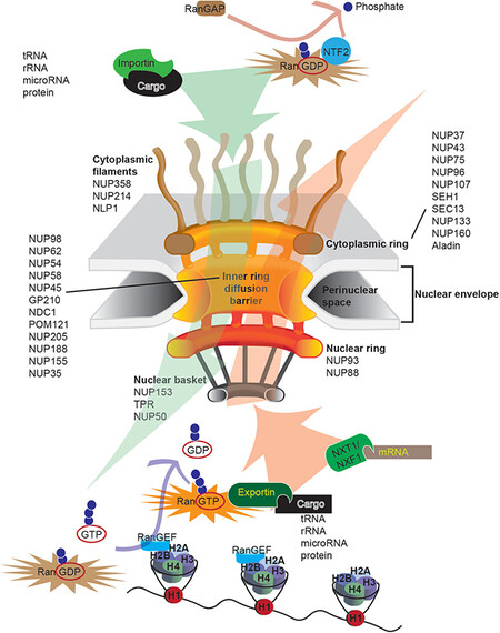 Celltransport