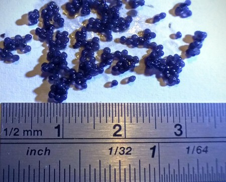 Huevos Capelin
