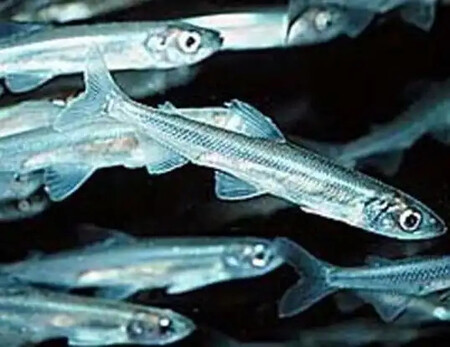 Capelin 02
