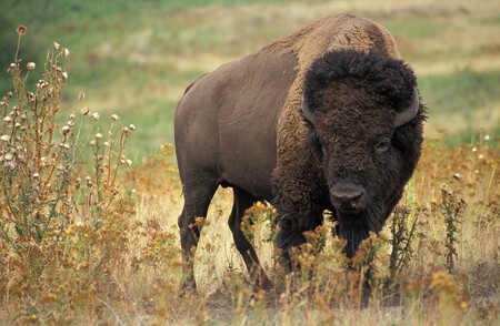 Bison 60592 1280