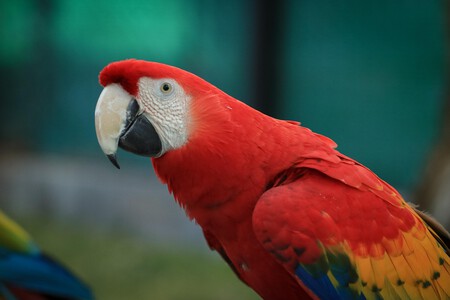 Macaw 2656728 1280