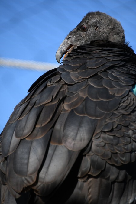 Condor 4902358 1280