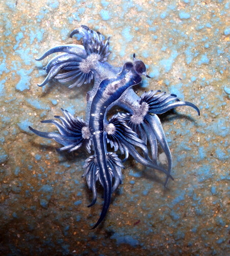 Blue Dragon