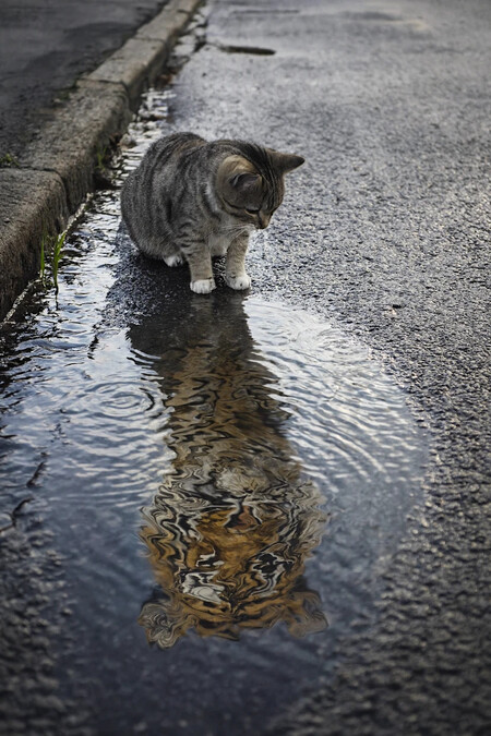 Cat Lion