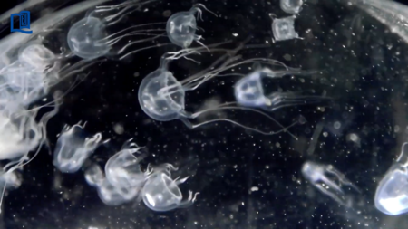 Medusas 01