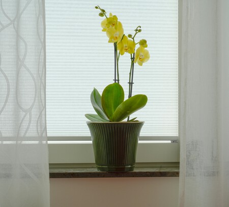 Pexels Damir 31582039