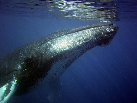 Humpback 79855 1280