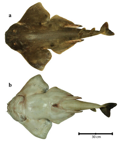 Chilean Angel Shark