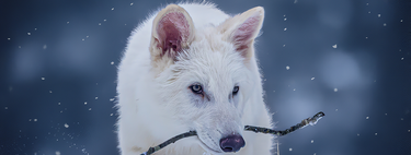 Este laboratorio logró lo inimaginable, utilizó fósiles para revivir a una especie que desapareció hace 13,000 años: el lobo terrible
