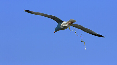 guano