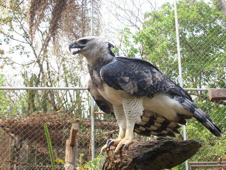 Harpia Harpyja2