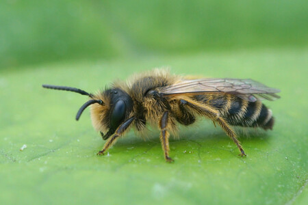 Primer Plano De Un Macho De Abejas Mineras De Patas Amarillas Andrena Flavipes Sobre Una Hoja Verde