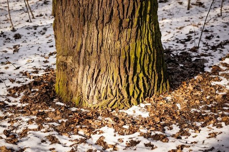 Primer Plano Base Arbol Rodeado