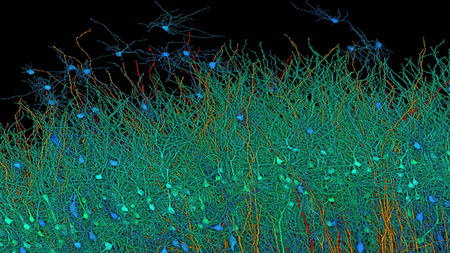 Mapa Cerebro