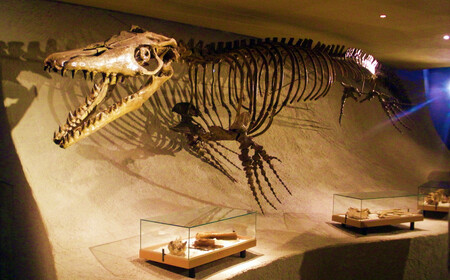 Mosasaurus Hoffmannii Skeleton
