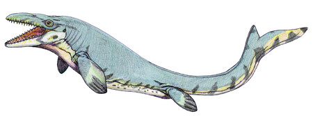 Mosasaurus Beaugei1db
