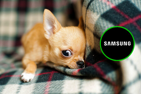 Samsung Chihuahua