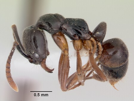 Brachyponera Chinensis Casent0104738 Profile 1