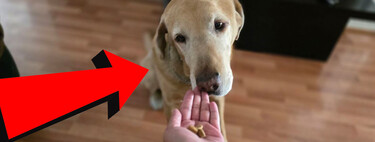 No todo es la marca, esta es la manera más sencilla de saber si las croquetas de tus perros son buenas