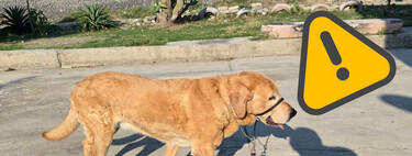 Pocos lo saben, pero la ley en México no te permite llevar a tu perro suelto en la calle 