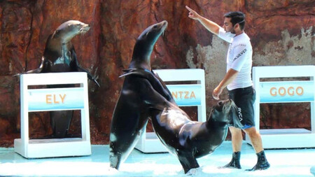 Lobos marinos