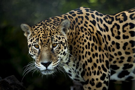 Jaguar 3370498 1280