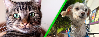 Las mascotas también pueden tener sobrepeso: esto recomiendan los expertos 