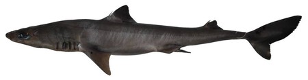 Squalus Hima Nontype