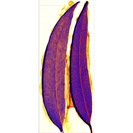 oro