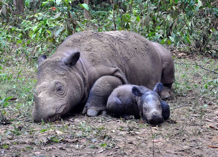 Sumatranrhino Mombaby Use