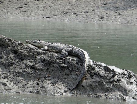 Cocodrilos De Agua Salada