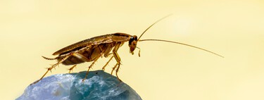 La ciencia lo confirma: los insecticidas han quedado obsoletos porque las cucarachas ya generaron resistencia