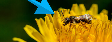 Este sencillo truco ahuyentará a las abejas de tu hogar sin lastimarlas y solo necesitas una bolsa 