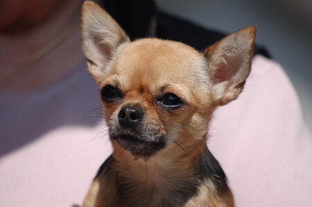 Small Dog 4195662 1280