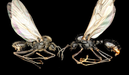 Hormigas Cosechadoras