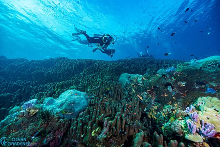 Coral Ocean Gardener