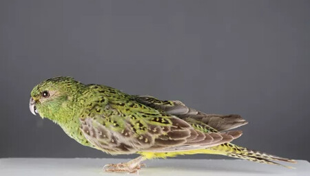 Csiro