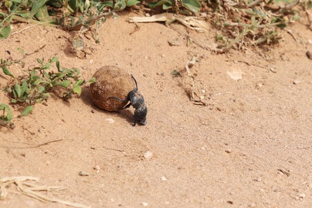 Disparo De Alto Angulo De Un Escarabajo Negro Que Lleva Un Trozo De Barro Cerca De Las Plantas
