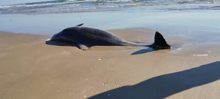 Delfin 01