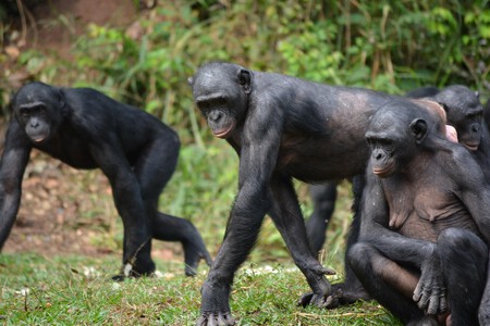 Bonobo
