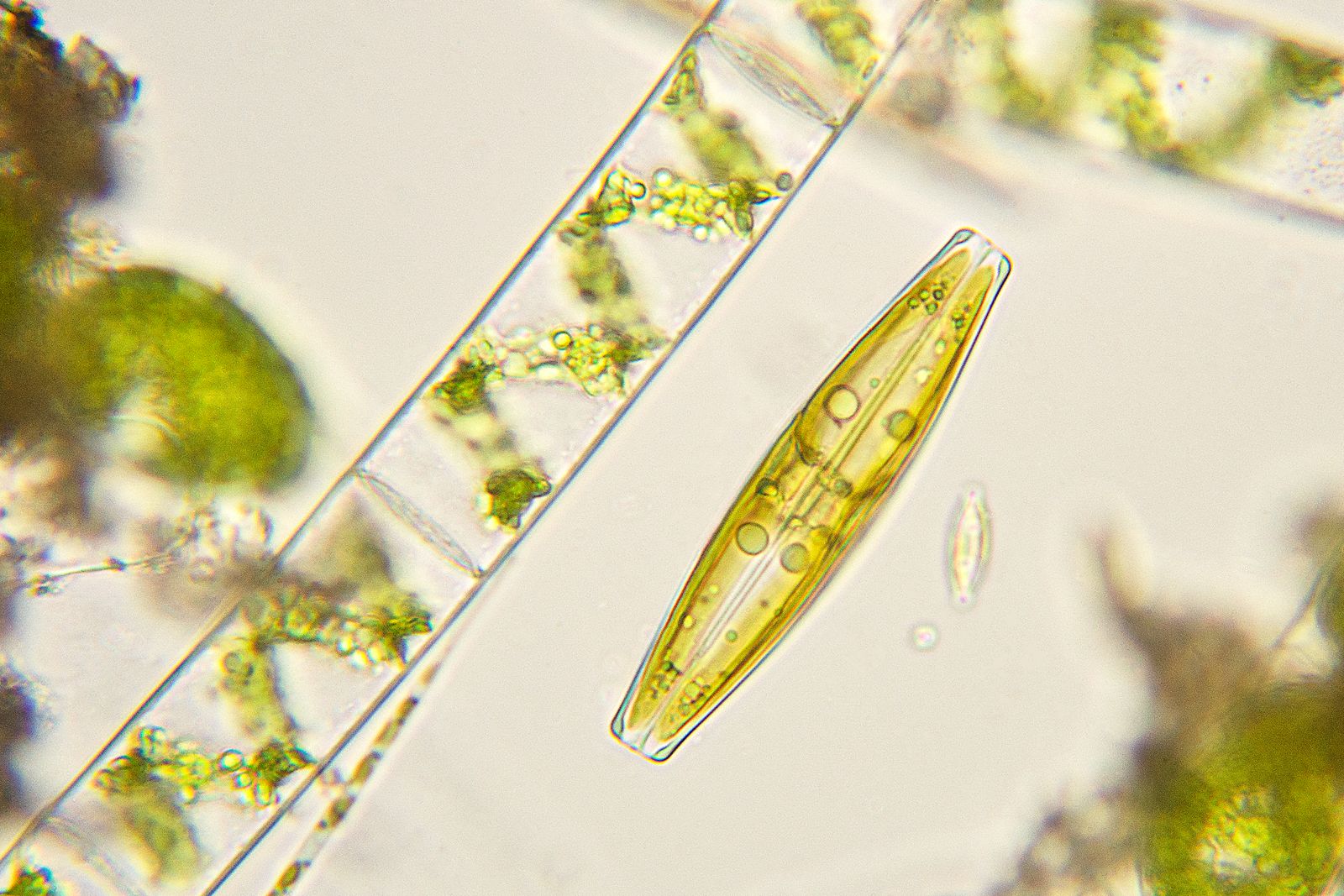 diatomea