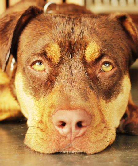 Image 1 Waifu2x Photo Noise3 Scale