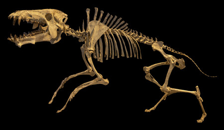 Archaeotherium Sp Tmp 2019 003 0004 Royal Tyrrell Museum Drumheller Alberta 2025 07 13
