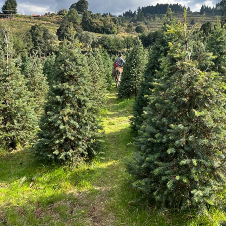 Rancho Xoxocotla 20241108123257