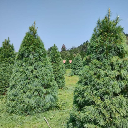 Navidad Bosque Esmeralda 20231116175553