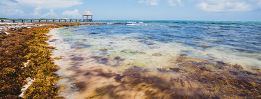 El plan de México contra el sargazo: transformarlo de problema ambiental a combustible con la Unión Europea