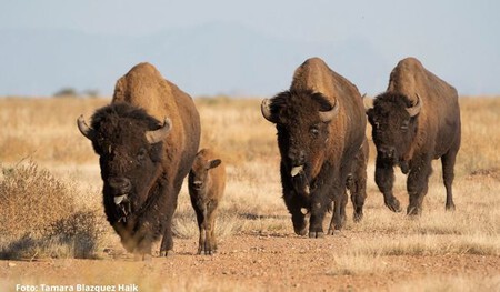 Bisonte Coahuila