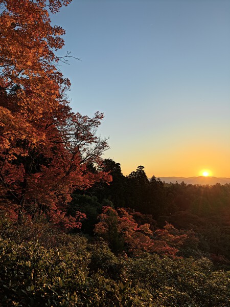 Oppo Find X9 Pro Analisis Review Experiencia Uso Mexico Pruebas Camara Principal Fotos