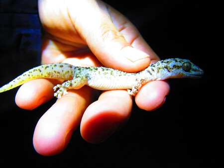 Nueva Sp Gecko Rbtc 3